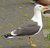 juvenile LBBG in October, ringed in Norway. (131273 bytes)